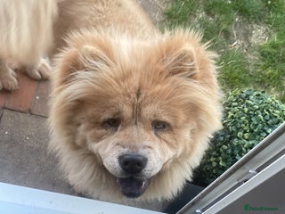 Chow Chow dogs - Advert 1