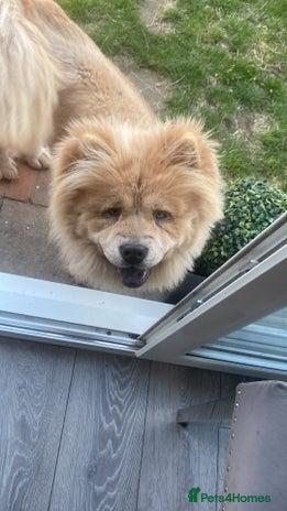 Chow Chow dogs - Advert 1