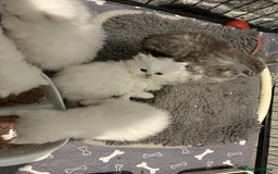 Persian cats for sale: Persian x kittens , 2 separate litters - Advert 34