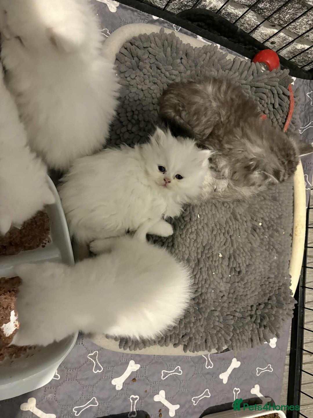 Persian cats for sale: Persian x kittens , 2 separate litters - Advert 34