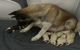 Akita dogs for sale: Akita puppies 4 - 2 boys 2 girls  - Image 14
