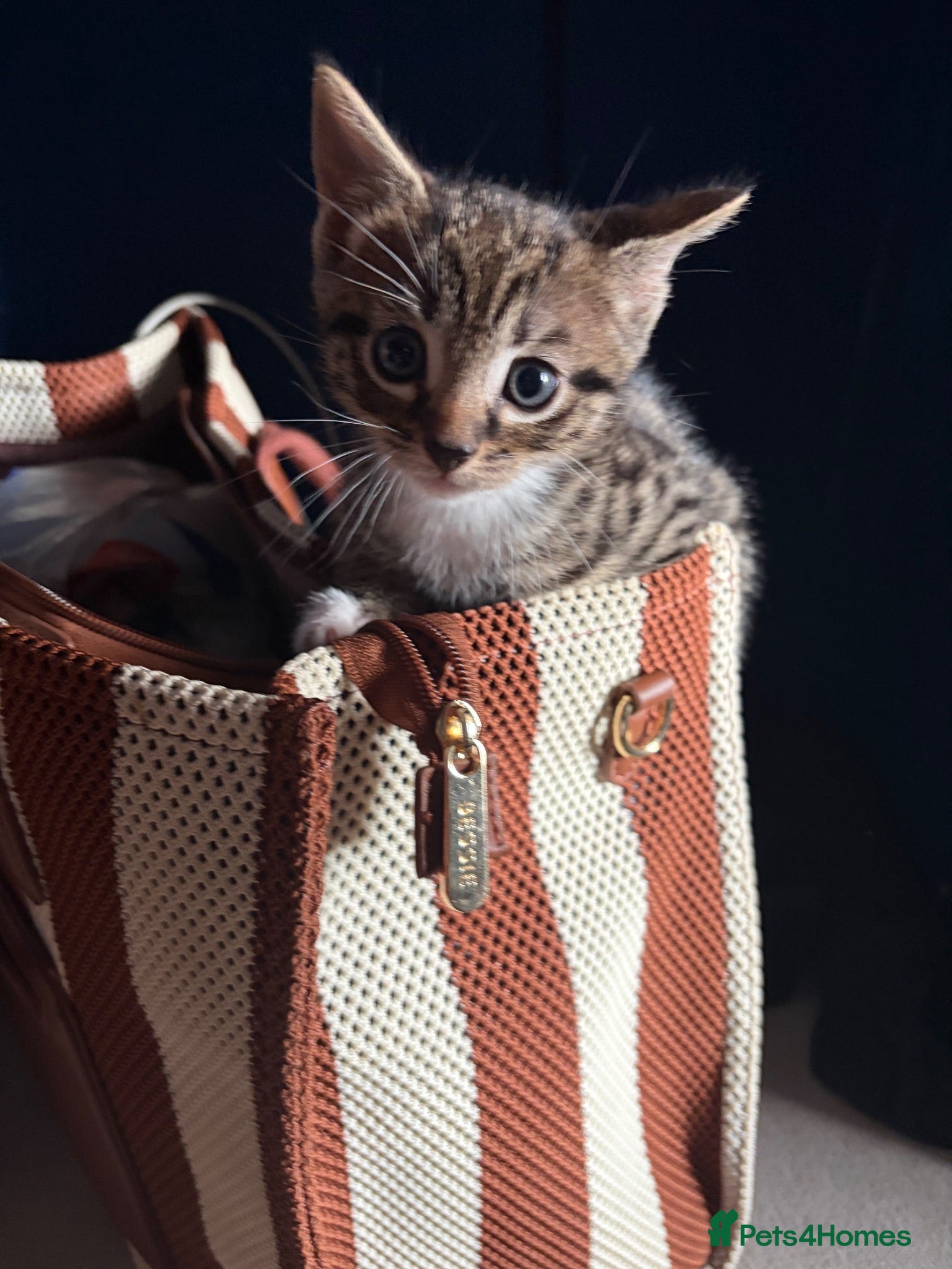 Mixed Breed cats Bengal x girl left ready 28th - Advert 5