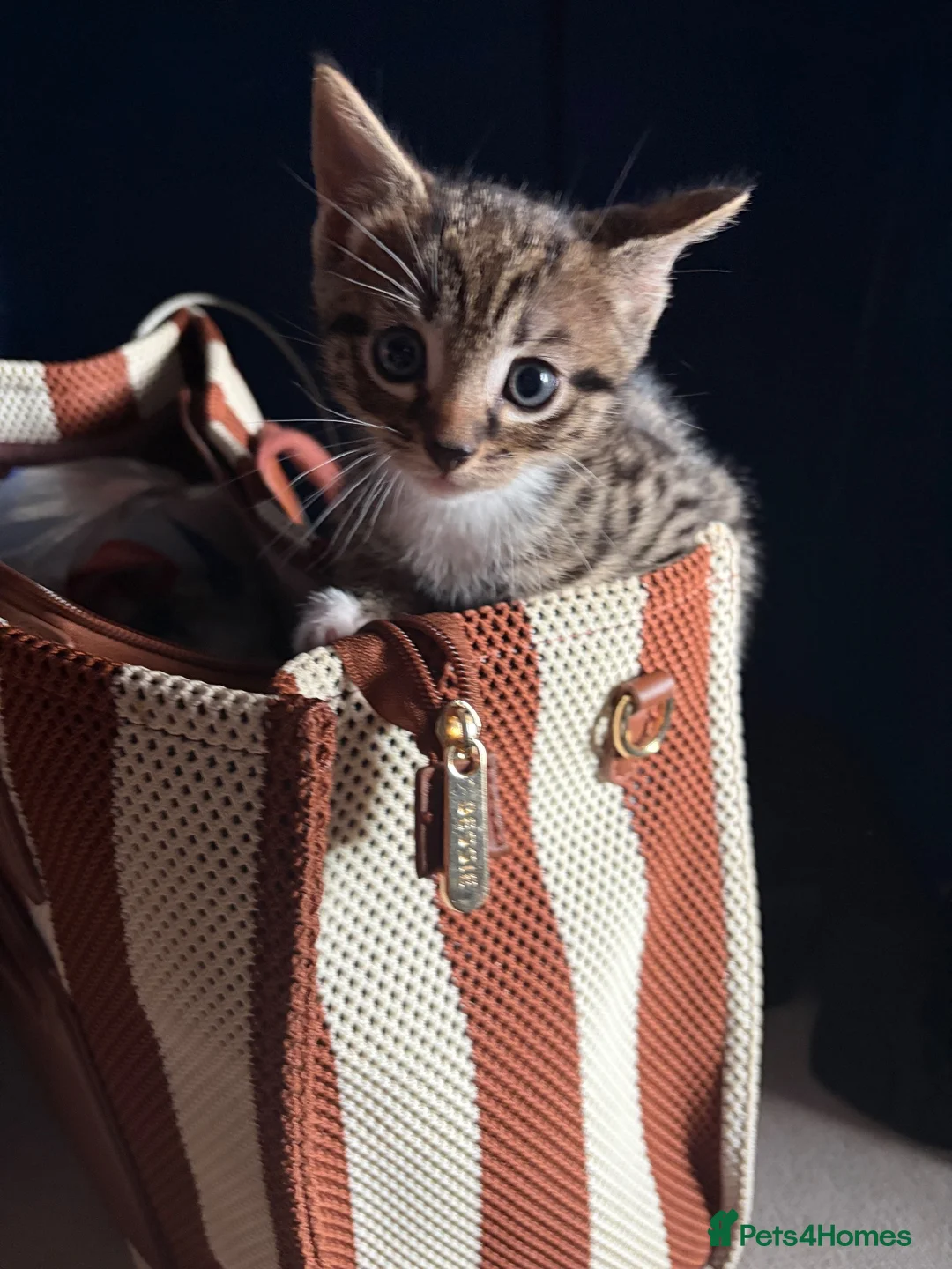 Mixed Breed cats for sale: Bengal x girl left ready 28th - Advert 1