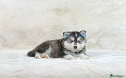 Pomsky dogs for sale: Stunning blue eyes f3 Pomsky puppies for sale - Advert 6