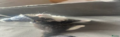 Ragdoll 2