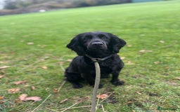 Cocker Spaniel dogs for sale: Brockwell Gundogs - Image 7