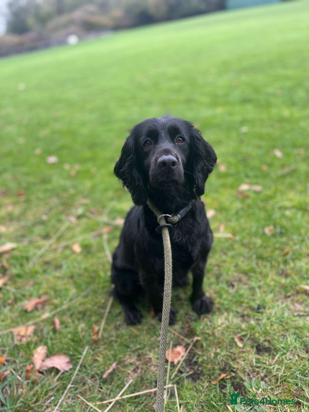 Cocker Spaniel dogs for sale: Brockwell Gundogs - Image 7