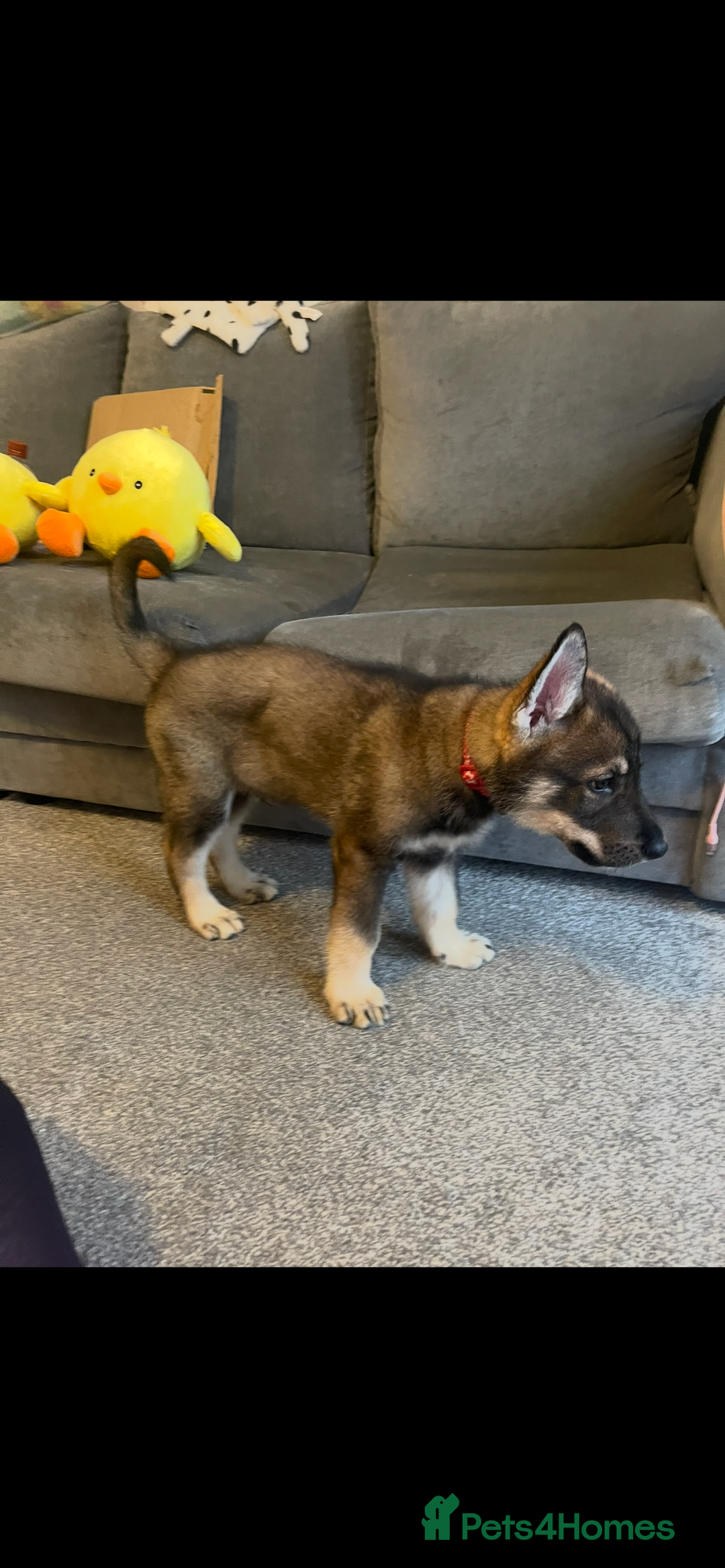 German Shepherd dogs for sale: Male German shepherd puppy ready now - Image 5