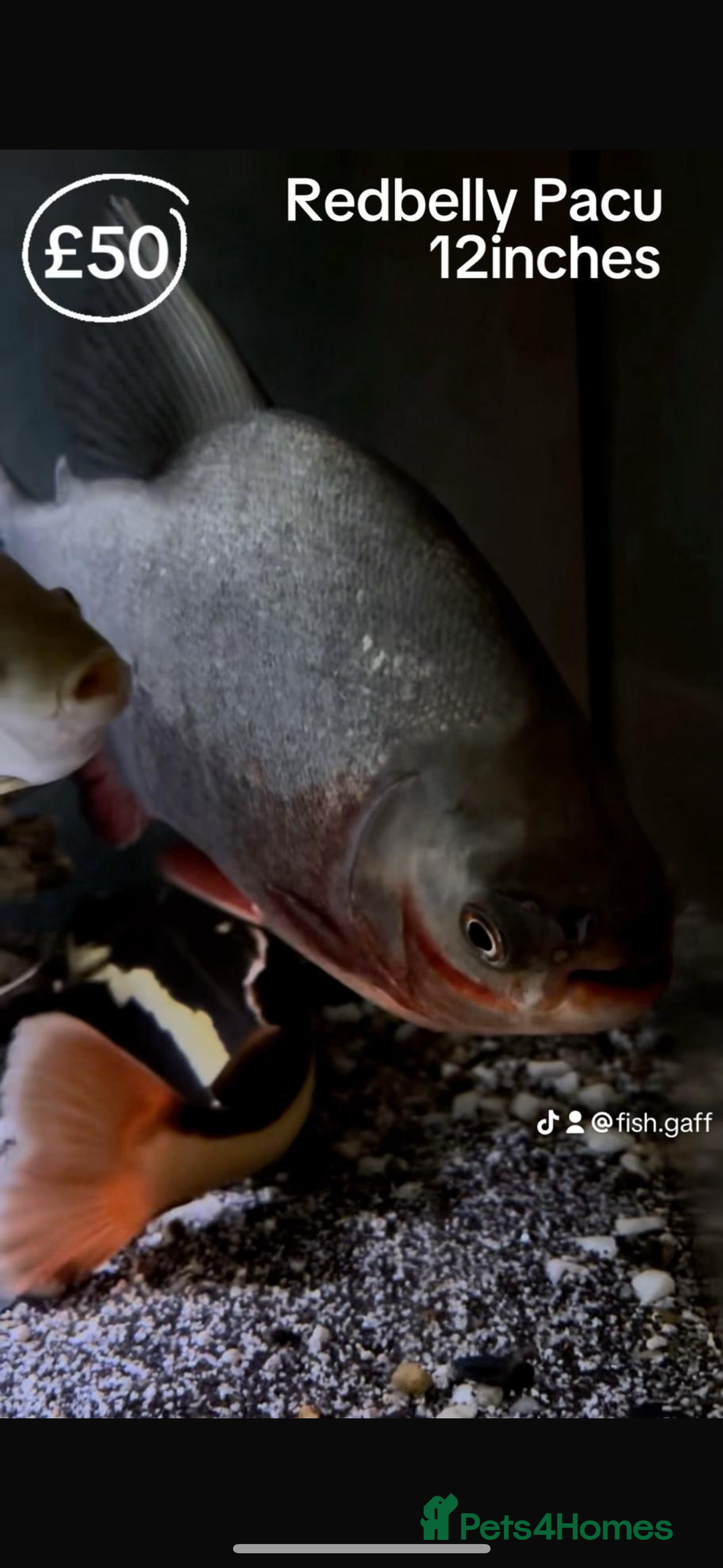 Catfish fish for sale: Fish for sale  - Image 6