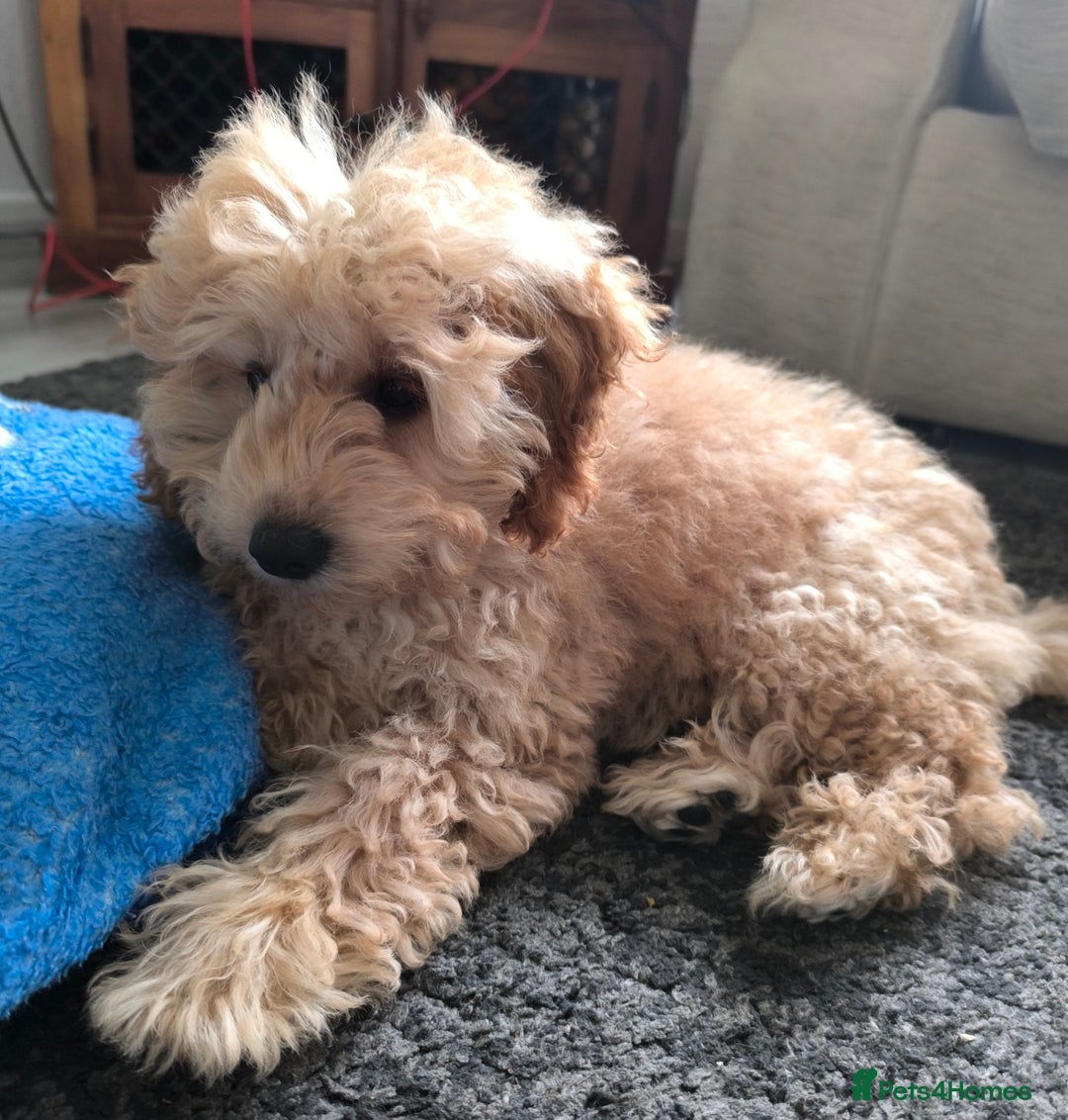 Poodle dogs for sale: Female puppy poodle 🩷 Liverpool - Image 4