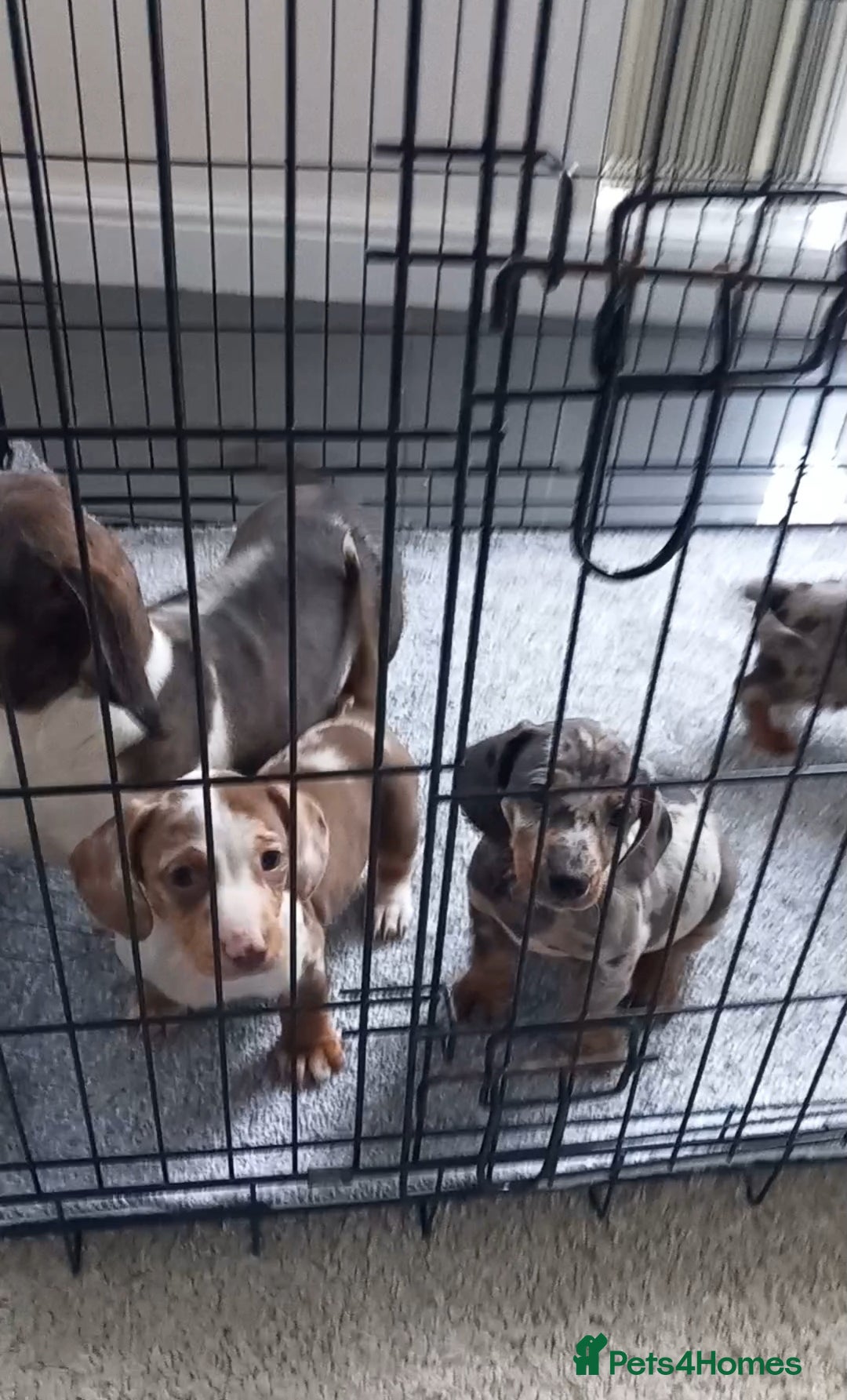 Dachshund dogs for sale: Dachshund - Advert 2