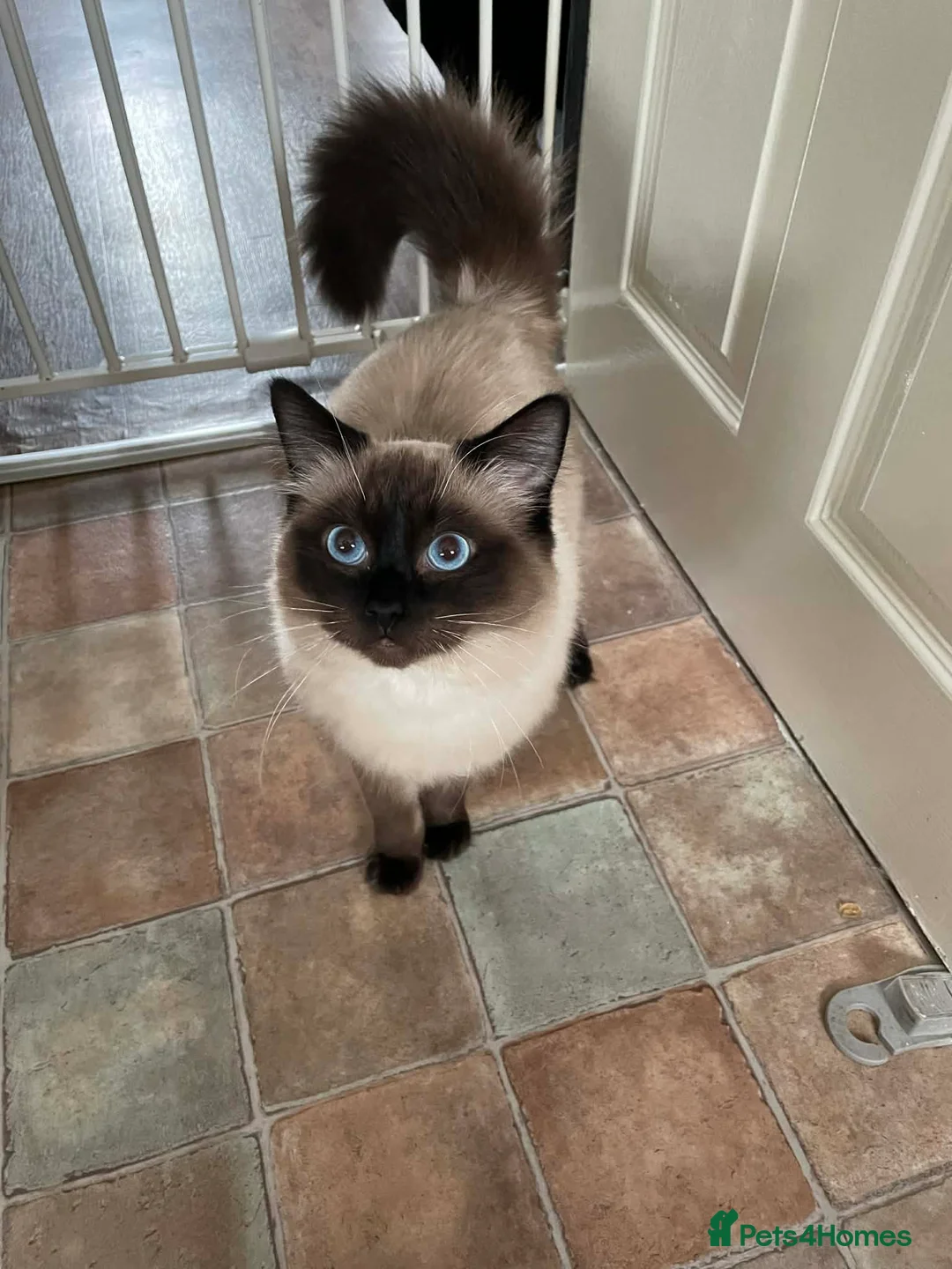 Ragdoll cats for sale: Casper, Beautiful male Ragdoll  - Advert 1