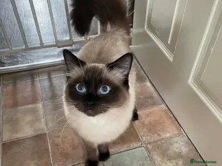 Ragdoll cats Casper, Beautiful male Ragdoll - Advert 1