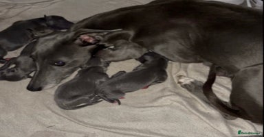 Whippet dogs 🐾 Kennel Club Registered Whippet Puppies 🐾 - Advert 7