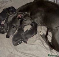 Whippet dogs 🐾 Kennel Club Registered Whippet Puppies 🐾 - Advert 3