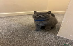 British Shorthair cats for sale: British shorthair Boys  - Advert 5
