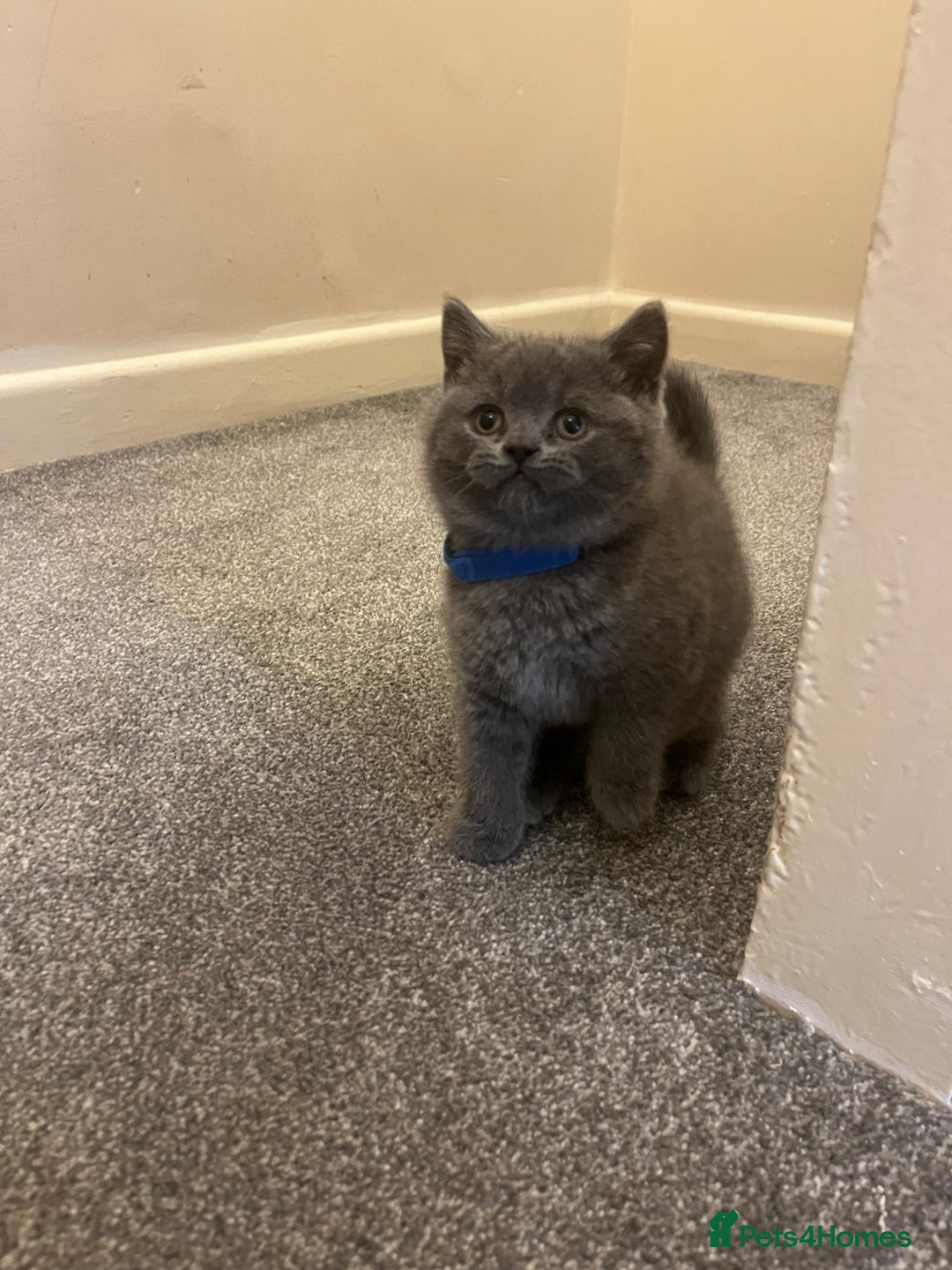 British Shorthair cats for sale: British shorthair Boys  - Advert 5