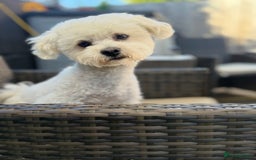 Mixed Breed dogs for sale: Mixed puppies  - Advert 8