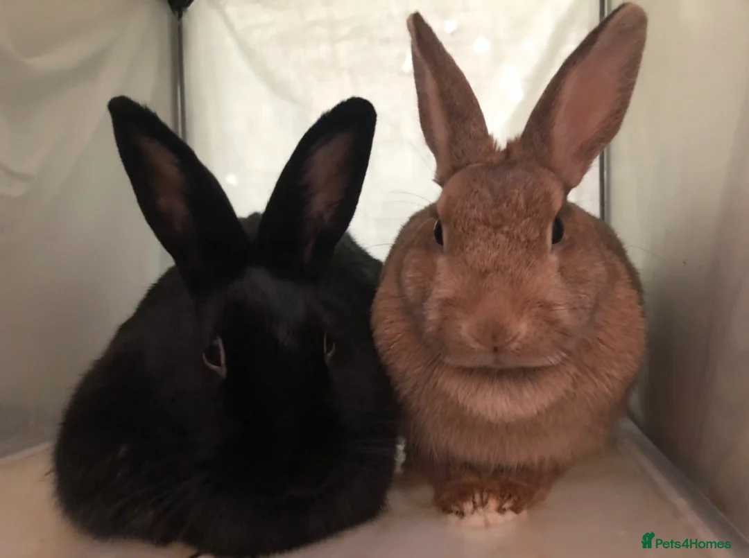 Mixed Breed rabbits for sale: EMERGENCY RE HOME SISTERS BUNNIE RABBITS  - Advert 1