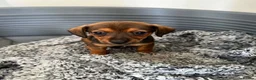 Mixed Breed dogs for sale: Pomeranian cross miniature dachshund.  - Advert 4