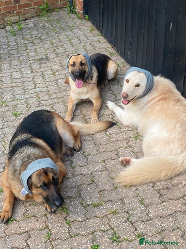 Gallery Image {{count}}