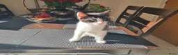 Mixed Breed cats for sale: ***Black and White Male Kitten For Sale*** - Advert 11