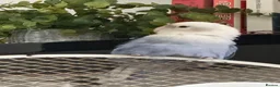 Lovebirds birds for sale: Sweet & Affectionate Female Lovebird For Sale - Advert 8