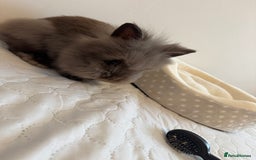 Lionhead rabbits for sale: Lionhead Rabbit with Cage and Accessories - Image 2