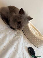 Lionhead rabbits Lionhead Rabbit with Cage and Accessories - Advert 5