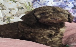 Cockapoo dogs for sale: sable & phantom & tri colour cockapoo puppies  - Image 9