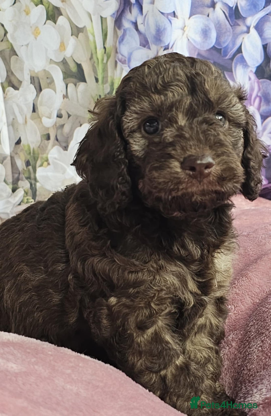 Cockapoo dogs for sale: sable & phantom & tri colour cockapoo puppies  - Image 9
