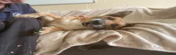 Mixed Breed dogs for adoption: Marley - Advert 6