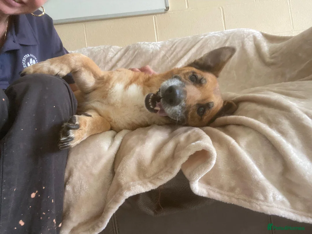 Mixed Breed dogs for adoption: Marley - Advert 6