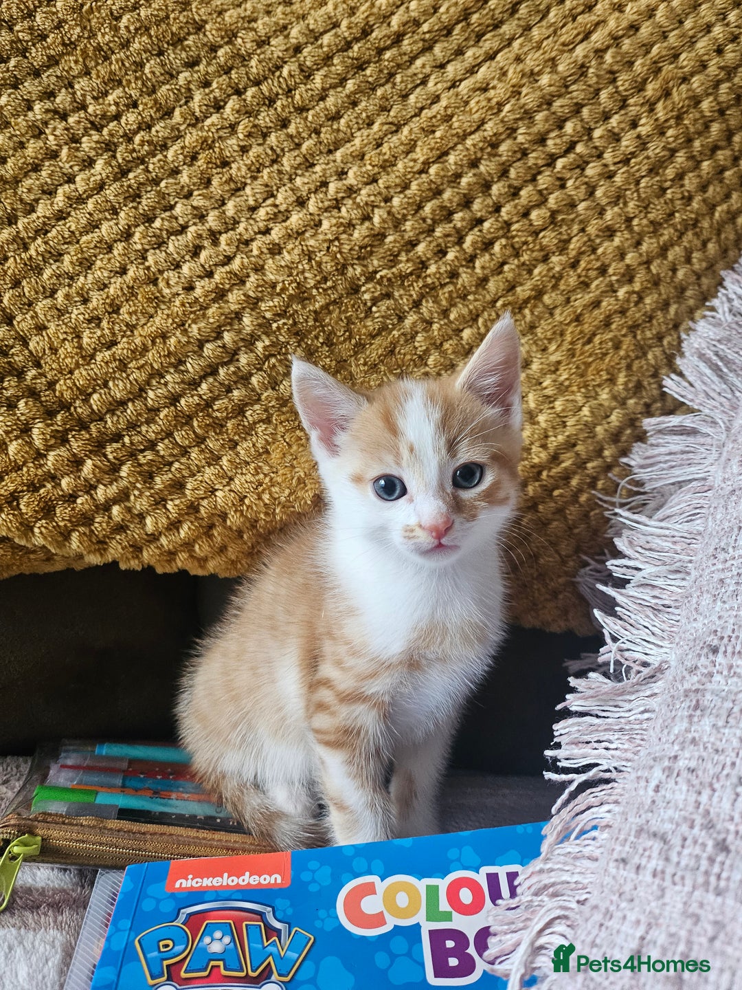 Domestic Shorthair cats for sale: 2 little boy kittens - Image 4