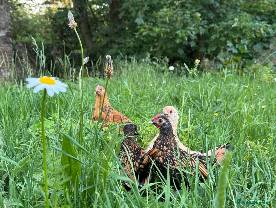 Chickens poultry for sale: Sebright Bantam Cockerel  in Bury Saint Edmunds - Advert 3