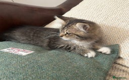 British Shorthair cats for sale: Stunning female kitten  - Image 2