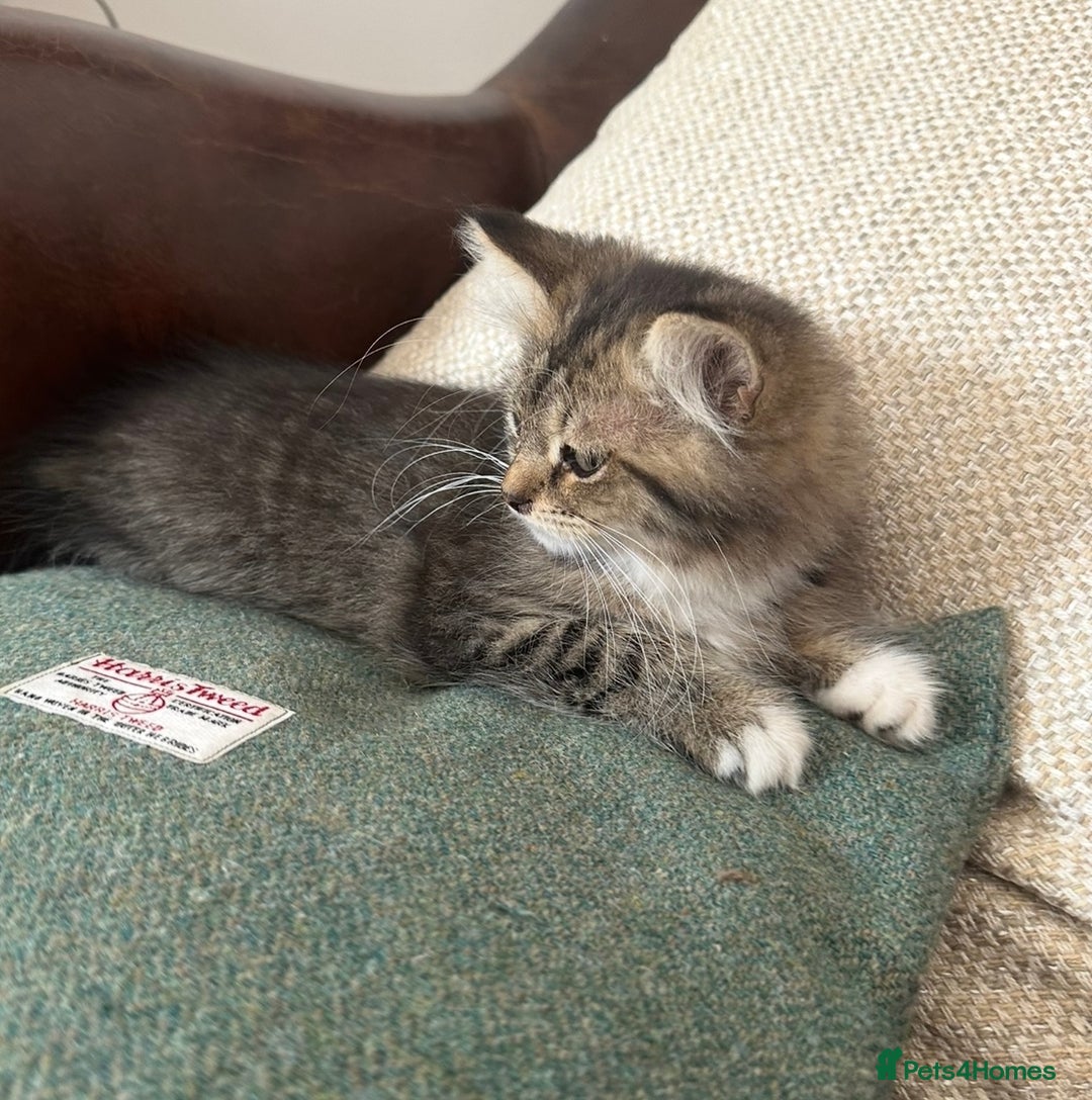British Shorthair cats for sale: Stunning female kitten  - Image 2