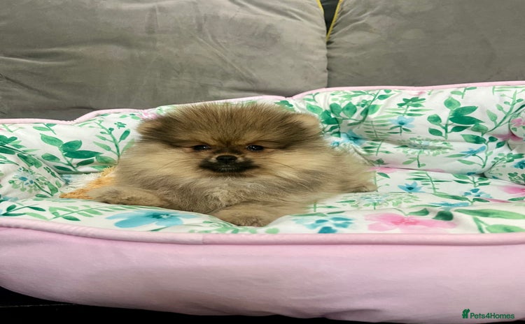 Pomeranian dogs 🔥Very Tiny(600gr)🧸Top Quality 💎 - Advert 6
