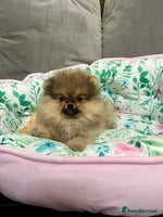 Pomeranian dogs 🔥Very Tiny(600gr)🧸Top Quality 💎 - Advert 5