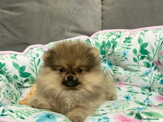 Pomeranian dogs 🔥Very Tiny(600gr)🧸Top Quality 💎 - Advert 8