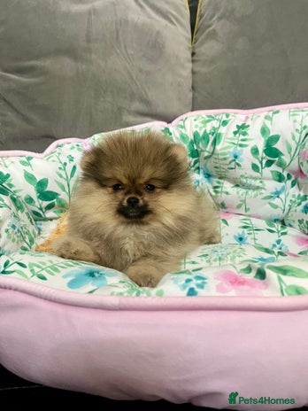 Pomeranian dogs 🔥Very Tiny(600gr)🧸Top Quality 💎 - Advert 6