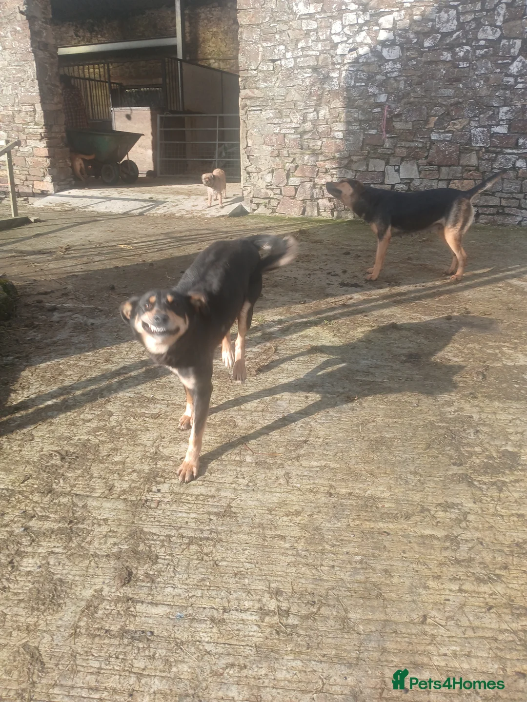 Mixed Breed dogs for sale: 2 year old huntaway x collie - Advert 2