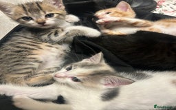 British Shorthair cats for sale: One female kitten for sale - Advert 24