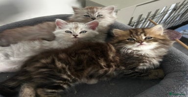 Persian cats - Advert 4