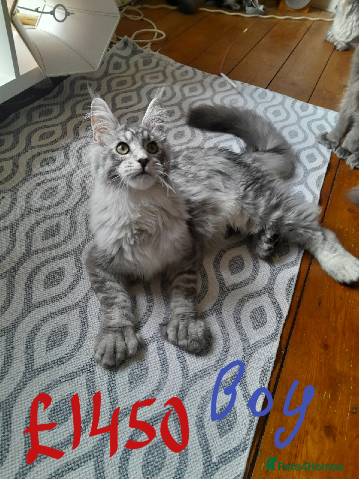 Maine Coon cats Polydactyl Black Silver girl/boy mainecoon TICA  - Advert 1