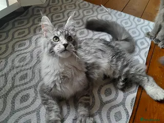 Maine Coon cats for sale: Polydactyl Black Silver girl/boy mainecoon TICA - Advert 4