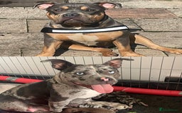 American Bully dogs for sale: Pocket bully pup - Image 7