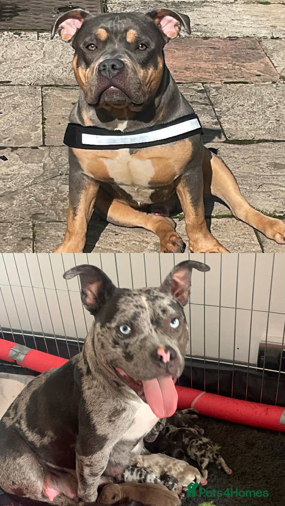 American Bully dogs for sale: Pocket bully pup - Image 7