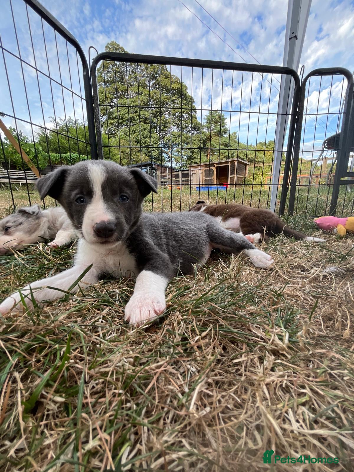 Border Collie dogs Beautiful Border Collie Puppies  - Advert 2
