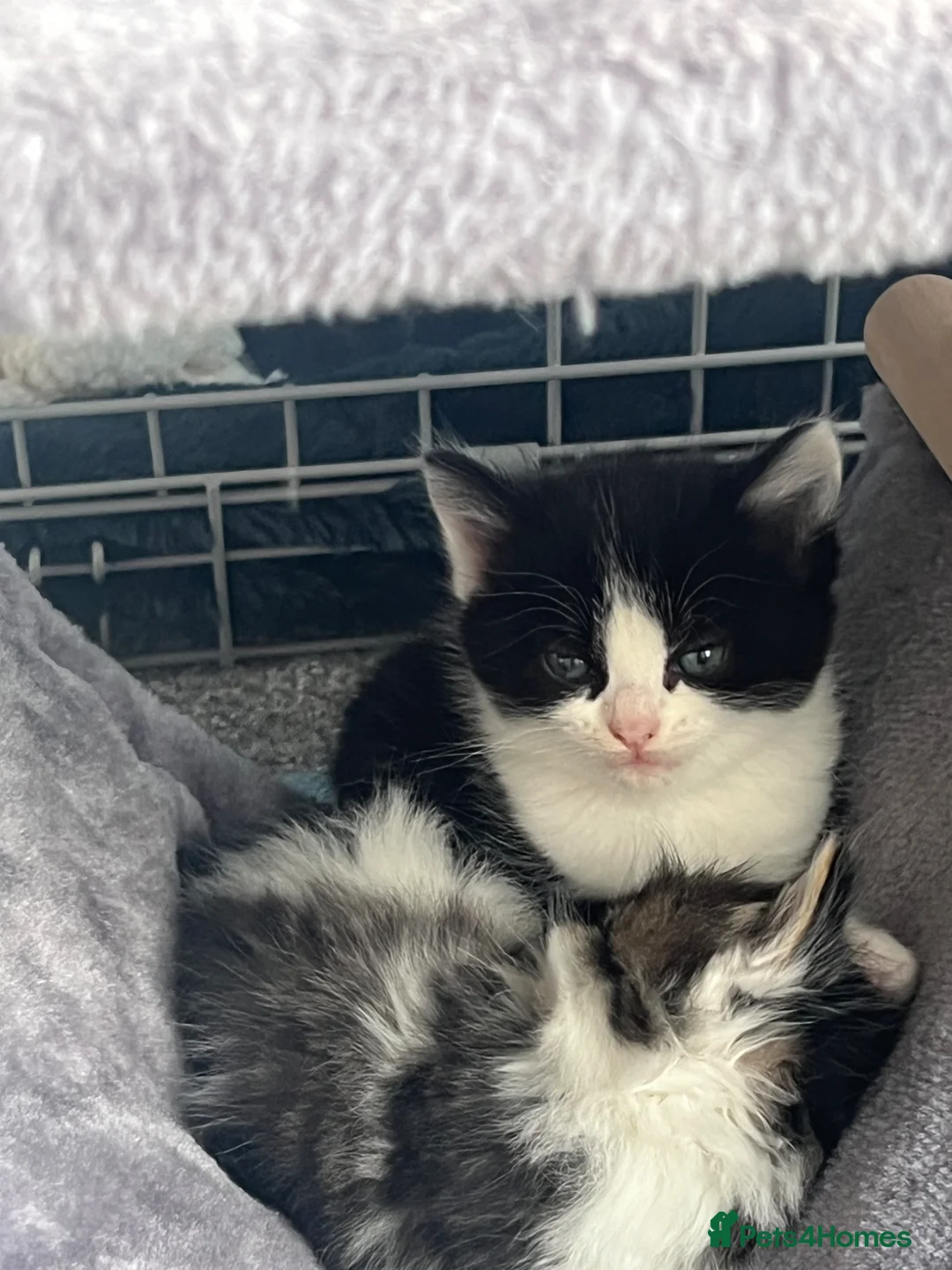 Mixed Breed cats for sale: Two black and white and three tabby cat  in Telford - Advert 4
